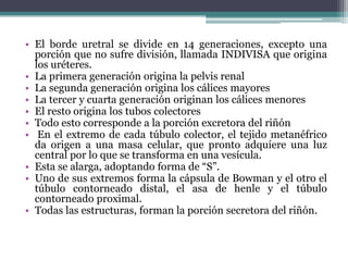 • El borde uretral se divide en 14 generaciones, excepto una
porción que no sufre división, llamada INDIVISA que origina
los uréteres.
• La primera generación origina la pelvis renal
• La segunda generación origina los cálices mayores
• La tercer y cuarta generación originan los cálices menores
• El resto origina los tubos colectores
• Todo esto corresponde a la porción excretora del riñón
• En el extremo de cada túbulo colector, el tejido metanéfrico
da origen a una masa celular, que pronto adquiere una luz
central por lo que se transforma en una vesícula.
• Esta se alarga, adoptando forma de “S”.
• Uno de sus extremos forma la cápsula de Bowman y el otro el
túbulo contorneado distal, el asa de henle y el túbulo
contorneado proximal.
• Todas las estructuras, forman la porción secretora del riñón.
 