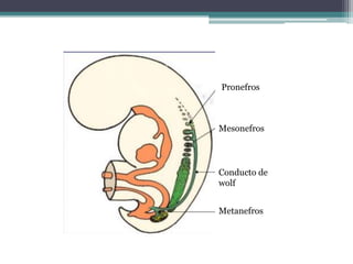 Pronefros
Mesonefros
Conducto de
wolf
Metanefros
 