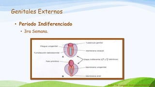 • Periodo Indiferenciado
• 3ra Semana.
Genitales Externos
Sadler TW. Langman, Embriología Clínica 8ª Ed.
 