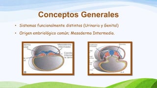 Conceptos Generales
• Sistemas funcionalmente distintos (Urinario y Genital)
• Origen embriológico común; Mesodermo Intermedio.
 