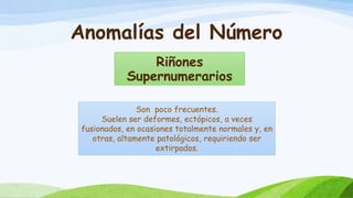 Anomalías del Número
Riñones
Supernumerarios
Son poco frecuentes.
Suelen ser deformes, ectópicos, a veces
fusionados, en ocasiones totalmente normales y, en
otras, altamente patológicos, requiriendo ser
extirpados.
 