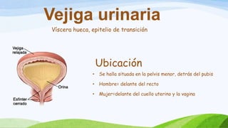 Víscera hueca, epitelio de transición
Vejiga urinaria
Ubicación
• Se halla situada en la pelvis menor, detrás del pubis
• Hombre= delante del recto
• Mujer=delante del cuello uterino y la vagina
 