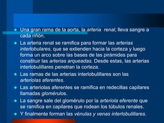  Una gran rama de la aorta, la arteria renal, lleva sangre a
cada riñón.
 La arteria renal se ramifica para formar las arterias
interlobulares, que se extienden hacia la corteza y luego
forma un arco sobre las bases de las pirámides para
constituir las arterias arqueadas. Desde estas, las arterias
interlobulillares penetran la corteza.
 Las ramas de las arterias interlobulillares son las
arteriolas aferentes.
 Las arteriolas aferentes se ramifica en redecillas capilares
llamadas glomérulos.
 La sangre sale del glomérulo por la arteriola eferente que
se ramifica en capilares que rodean los túbulos renales.
 Y finalmente forman las vénulas y venas interlobulillares.
 