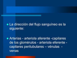  La dirección del flujo sanguíneo es la
siguiente:
 Arterias - arteriola aferente -capilares
de los glomérulos - arteriola eferente -
capilares peritubulares – vénulas -
venas
 
