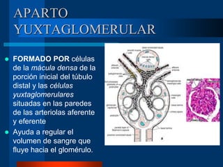 APARTO
YUXTAGLOMERULAR
 FORMADO POR células
de la mácula densa de la
porción inicial del túbulo
distal y las células
yuxtaglomerulares
situadas en las paredes
de las arteriolas aferente
y eferente
 Ayuda a regular el
volumen de sangre que
fluye hacia el glomérulo.
 