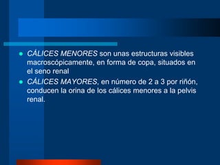  CÁLICES MENORES son unas estructuras visibles
macroscópicamente, en forma de copa, situados en
el seno renal
 CÁLICES MAYORES, en número de 2 a 3 por riñón,
conducen la orina de los cálices menores a la pelvis
renal.
 