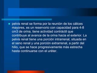  pelvis renal se forma por la reunión de los cálices
mayores, es un reservorio con capacidad para 4-8
cm3 de orina, tiene actividad contráctil que
contribuye al avance de la orina hacia el exterior. La
pelvis renal tiene una porción intrarrenal, situada en
el seno renal y una porción extrarrenal, a partir del
hilio, que se hace progresivamente más estrecha
hasta continuarse con el uréter.
 