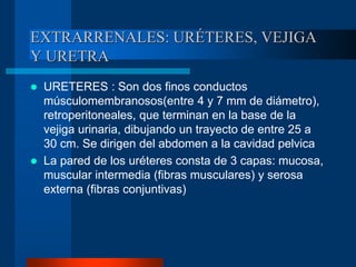 EXTRARRENALES: URÉTERES, VEJIGA
Y URETRA
 URETERES : Son dos finos conductos
músculomembranosos(entre 4 y 7 mm de diámetro),
retroperitoneales, que terminan en la base de la
vejiga urinaria, dibujando un trayecto de entre 25 a
30 cm. Se dirigen del abdomen a la cavidad pelvica
 La pared de los uréteres consta de 3 capas: mucosa,
muscular intermedia (fibras musculares) y serosa
externa (fibras conjuntivas)
 