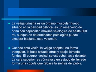  La vejiga urinaria es un órgano muscular hueco
situado en la cavidad pélvica, es un reservorio de
orina con capacidad máxima fisiológica de hasta 800
ml, aunque en determinadas patologías puede
exceder bastante este volumen.
 Cuando está vacía, la vejiga adopta una forma
triangular, la base situada atrás y abajo llamada
fundus. El cuerpo vesical se estrecha hacia delante.
La cara superior es cóncava y en estado de llenado
forma una cúpula que rebasa la sinfisis del pubis.
 