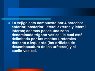  La vejiga esta compuesta por 4 paredes:
anterior, posterior, lateral externa y lateral
interna; además posee una zona
denominada trígono vesical, la cual está
delimitada por los meatos ureterales
derecho e izquierdo (los orificios de
desembocadura de los uréteres) y el
cuello vesical.
 