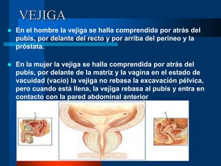 VEJIGA
 En el hombre la vejiga se halla comprendida por atrás del
pubis, por delante del recto y por arriba del perineo y la
próstata.
 En la mujer la vejiga se halla comprendida por atrás del
pubis, por delante de la matriz y la vagina en el estado de
vacuidad (vacío) la vejiga no rebasa la excavación pélvica,
pero cuando está llena, la vejiga rebasa al pubis y entra en
contacto con la pared abdominal anterior
 