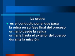 La uretra
 es el conducto por el que pasa
la orina en su fase final del proceso
urinario desde la vejiga
urinaria hasta el exterior del cuerpo
durante la micción.
 