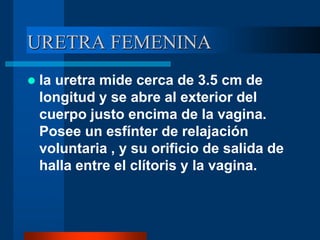 URETRA FEMENINA
 la uretra mide cerca de 3.5 cm de
longitud y se abre al exterior del
cuerpo justo encima de la vagina.
Posee un esfínter de relajación
voluntaria , y su orificio de salida de
halla entre el clítoris y la vagina.
 