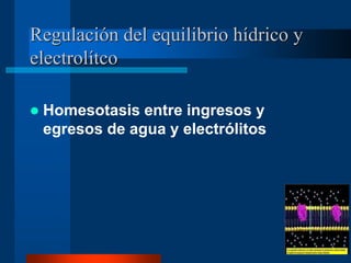 Regulación del equilibrio hídrico y
electrolítco
 Homesotasis entre ingresos y
egresos de agua y electrólitos
 