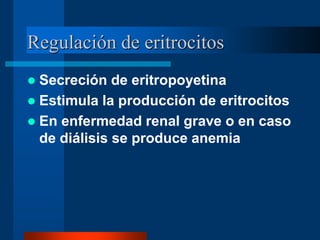 Regulación de eritrocitos
 Secreción de eritropoyetina
 Estimula la producción de eritrocitos
 En enfermedad renal grave o en caso
de diálisis se produce anemia
 