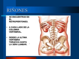 RIÑONES
 