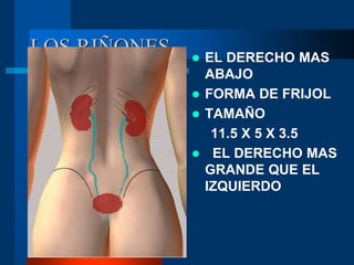 LOS RIÑONES  EL DERECHO MAS
ABAJO
 FORMA DE FRIJOL
 TAMAÑO
11.5 X 5 X 3.5
 EL DERECHO MAS
GRANDE QUE EL
IZQUIERDO
 
