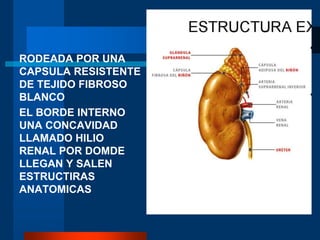 RODEADA POR UNA
CAPSULA RESISTENTE
DE TEJIDO FIBROSO
BLANCO
EL BORDE INTERNO
UNA CONCAVIDAD
LLAMADO HILIO
RENAL POR DOMDE
LLEGAN Y SALEN
ESTRUCTIRAS
ANATOMICAS
 