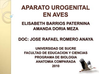 APARATO UROGENITAL EN AVES ELISABETH BARRIOS PATERNINA AMANDA DORIA MEZA DOC: JOSE RAFAEL ROMERO ANAYA UNIVERSIDAD DE SUCRE FACULTAD DE EDUCACION Y CIENCIAS PROGRAMA DE BIOLOGIA ANATOMIA COMPARADA 2010 