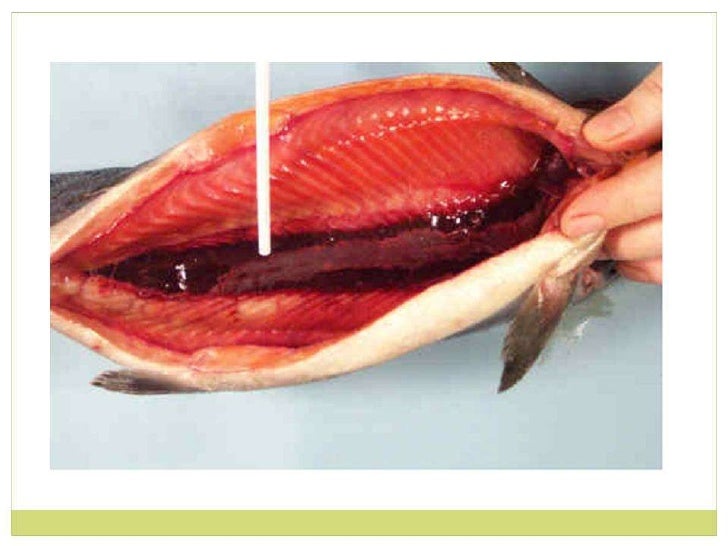 Aparato Urogenital En Peces