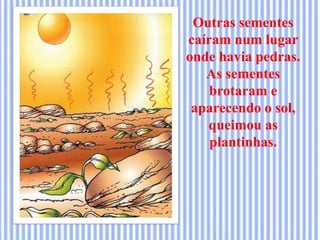 Outras sementes
caíram num lugar
onde havia pedras.
As sementes
brotaram e
aparecendo o sol,
queimou as
plantinhas.
 