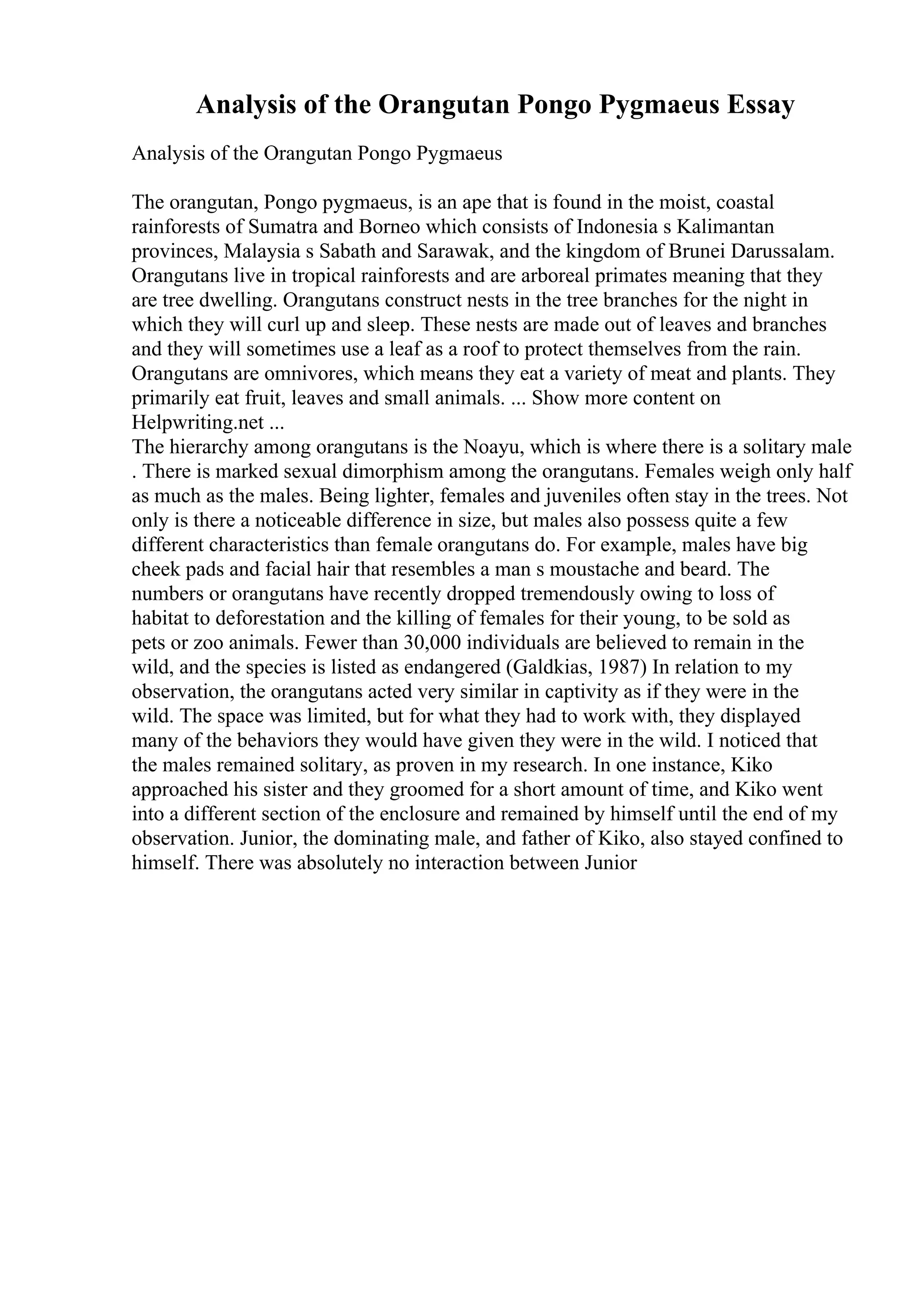 Analysis of the Orangutan Pongo Pygmaeus Essay
Analysis of the Orangutan Pongo Pygmaeus
The orangutan, Pongo pygmaeus, is an ape that is found in the moist, coastal
rainforests of Sumatra and Borneo which consists of Indonesia s Kalimantan
provinces, Malaysia s Sabath and Sarawak, and the kingdom of Brunei Darussalam.
Orangutans live in tropical rainforests and are arboreal primates meaning that they
are tree dwelling. Orangutans construct nests in the tree branches for the night in
which they will curl up and sleep. These nests are made out of leaves and branches
and they will sometimes use a leaf as a roof to protect themselves from the rain.
Orangutans are omnivores, which means they eat a variety of meat and plants. They
primarily eat fruit, leaves and small animals. ... Show more content on
Helpwriting.net ...
The hierarchy among orangutans is the Noayu, which is where there is a solitary male
. There is marked sexual dimorphism among the orangutans. Females weigh only half
as much as the males. Being lighter, females and juveniles often stay in the trees. Not
only is there a noticeable difference in size, but males also possess quite a few
different characteristics than female orangutans do. For example, males have big
cheek pads and facial hair that resembles a man s moustache and beard. The
numbers or orangutans have recently dropped tremendously owing to loss of
habitat to deforestation and the killing of females for their young, to be sold as
pets or zoo animals. Fewer than 30,000 individuals are believed to remain in the
wild, and the species is listed as endangered (Galdkias, 1987) In relation to my
observation, the orangutans acted very similar in captivity as if they were in the
wild. The space was limited, but for what they had to work with, they displayed
many of the behaviors they would have given they were in the wild. I noticed that
the males remained solitary, as proven in my research. In one instance, Kiko
approached his sister and they groomed for a short amount of time, and Kiko went
into a different section of the enclosure and remained by himself until the end of my
observation. Junior, the dominating male, and father of Kiko, also stayed confined to
himself. There was absolutely no interaction between Junior
 