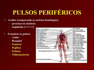 PULSOS PERIFÉRICOS
•   Avaliar (comparando as artérias homólogas):
     – presença ou ausência
     – amplitude (+/++++)

•   Examinar os pulsos:
     – Axilar
     – Braquial
     – Femoral
     – Poplíteo
     – Pedioso
     – Tibial posterior
 