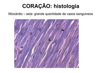 Miocárdio – seta: grande quantidade de vasos sanguineos
CORAÇÃO: histologia
 