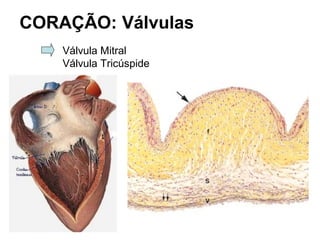 CORAÇÃO: Válvulas
Válvula Mitral
Válvula Tricúspide
 