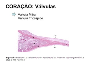 CORAÇÃO: Válvulas
Válvula Mitral
Válvula Tricúspide
 