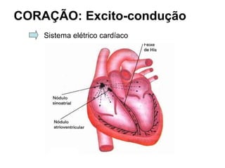 CORAÇÃO: Excito-condução
Sistema elétrico cardíaco
 