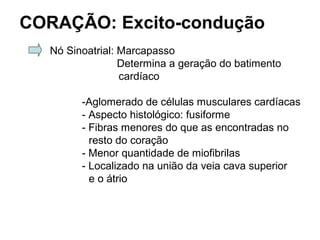 CORAÇÃO: Excito-condução
Nó Sinoatrial: Marcapasso
Determina a geração do batimento
cardíaco
-Aglomerado de células musculares cardíacas
- Aspecto histológico: fusiforme
- Fibras menores do que as encontradas no
resto do coração
- Menor quantidade de miofibrilas
- Localizado na união da veia cava superior
e o átrio
 