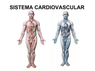SISTEMA CARDIOVASCULAR
 