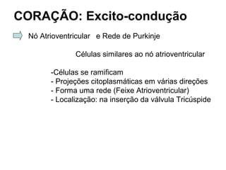 CORAÇÃO: Excito-condução
Nó Atrioventricular e Rede de Purkinje
Células similares ao nó atrioventricular
-Células se ramificam
- Projeções citoplasmáticas em várias direções
- Forma uma rede (Feixe Atrioventricular)
- Localização: na inserção da válvula Tricúspide
 