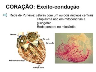 CORAÇÃO: Excito-condução
Rede de Purkinje: células com um ou dois núcleos centrais
citoplasma rico em mitocôndrias e
glicogênio
Rede penetra no miocárdio
 