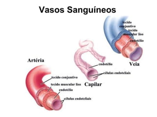 Vasos Sanguíneos
 