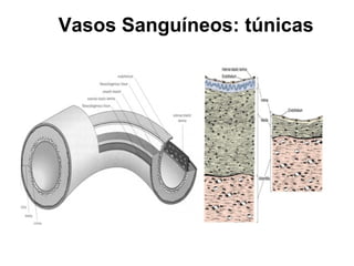 Vasos Sanguíneos: túnicas
 