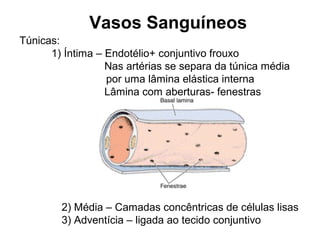 Vasos Sanguíneos
Túnicas:
1) Íntima – Endotélio+ conjuntivo frouxo
Nas artérias se separa da túnica média
por uma lâmina elástica interna
Lâmina com aberturas- fenestras
2) Média – Camadas concêntricas de células lisas
3) Adventícia – ligada ao tecido conjuntivo
 