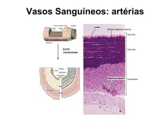 Vasos Sanguíneos: artérias
 