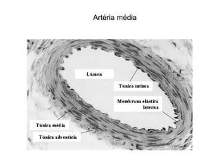 Artéria média
 