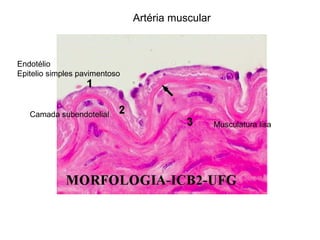 Artéria muscular
Endotélio
Epitelio simples pavimentoso
Camada subendotelial
Musculatura lisa
 