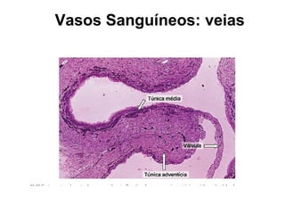 Vasos Sanguíneos: veias
 