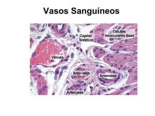 Vasos Sanguíneos
 