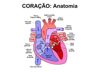 CORAÇÃO: Anatomia
 