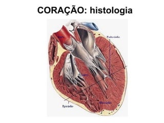 CORAÇÃO: histologia
 