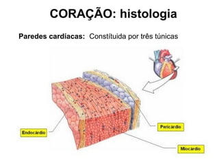 CORAÇÃO: histologia
Paredes cardíacas: Constítuida por três túnicas
 