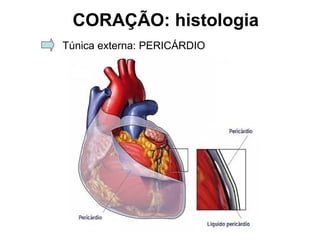 CORAÇÃO: histologia
Túnica externa: PERICÁRDIO
 