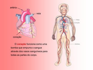 artéria

                        veia




   coração


    O coração funciona como uma
bomba que empurra o sangue
através dos vasos sanguíneos para
todas as partes do corpo.
 
