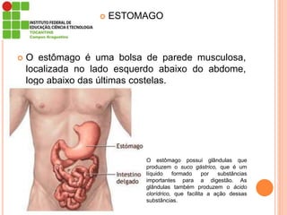  ESTOMAGO
 O estômago é uma bolsa de parede musculosa,
localizada no lado esquerdo abaixo do abdome,
logo abaixo das últimas costelas.
O estômago possui glândulas que
produzem o suco gástrico, que é um
líquido formado por substâncias
importantes para a digestão. As
glândulas também produzem o ácido
clorídrico, que facilita a ação dessas
substâncias.
 