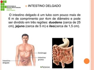  INTESTINO DELGADO
O intestino delgado é um tubo com pouco mais de
6 m de comprimento por 4cm de diâmetro e pode
ser dividido em três regiões: duodeno (cerca de 25
cm), jejuno (cerca de 5 m) e íleo(cerca de 1,5 cm).
 
